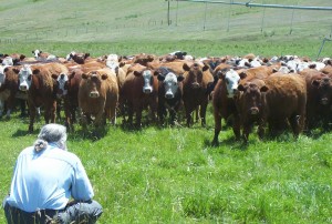 Cows in Montana
